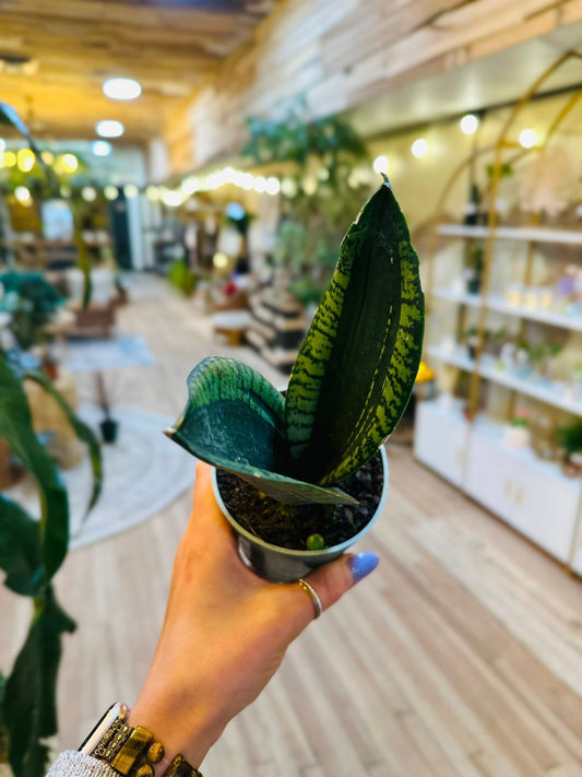 4" Silver Flame Snake Plant