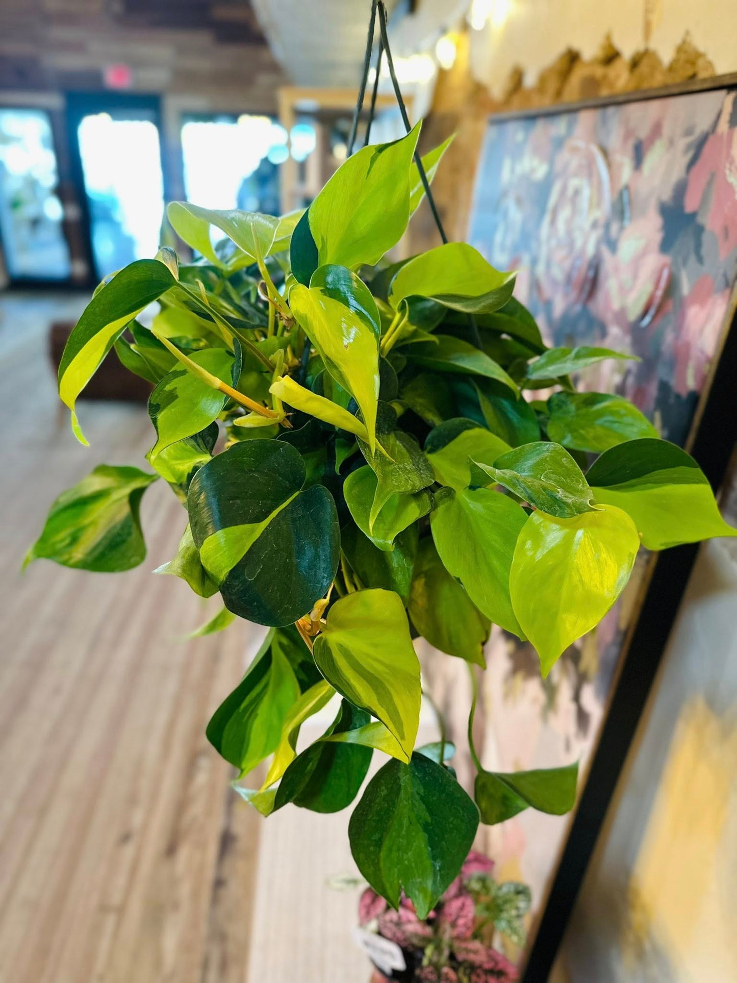 8" Philodendron Brazil Basket