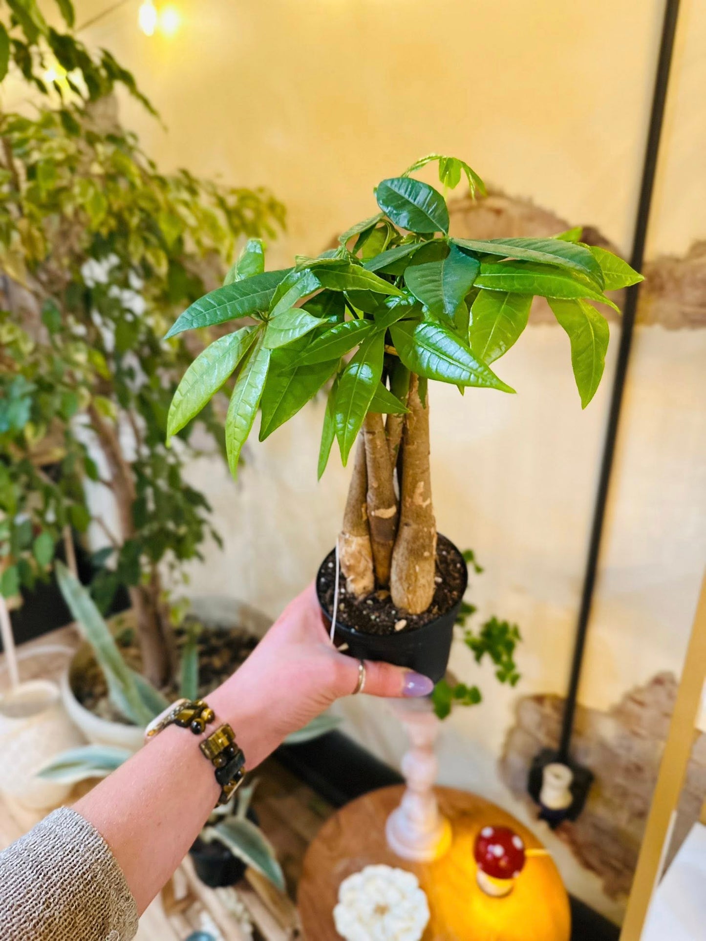 4" Money Tree