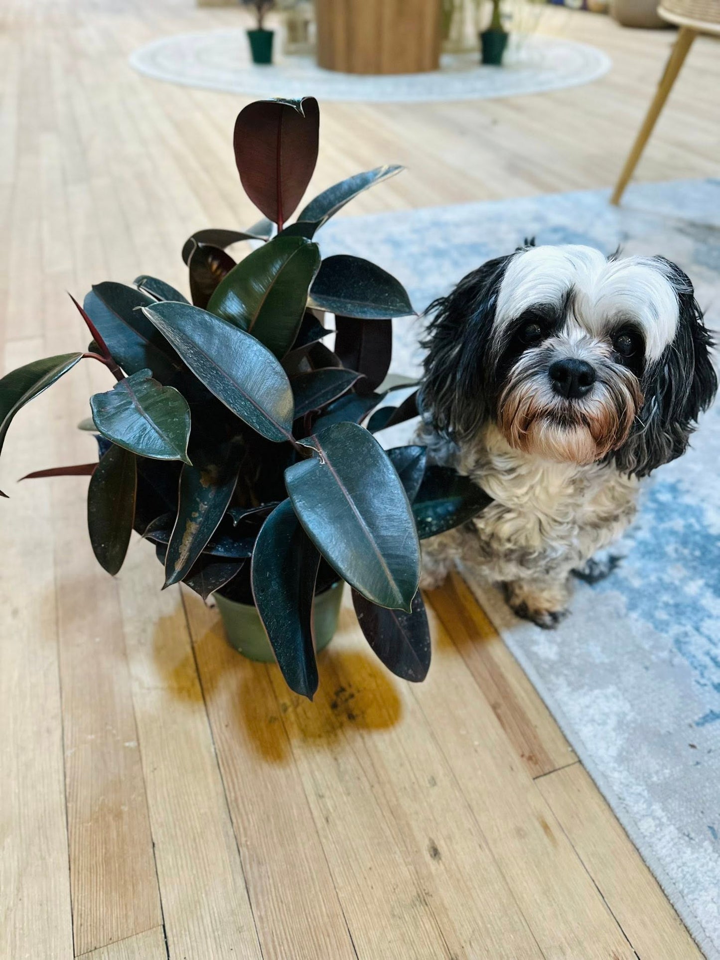 6" Ficus Burgundy