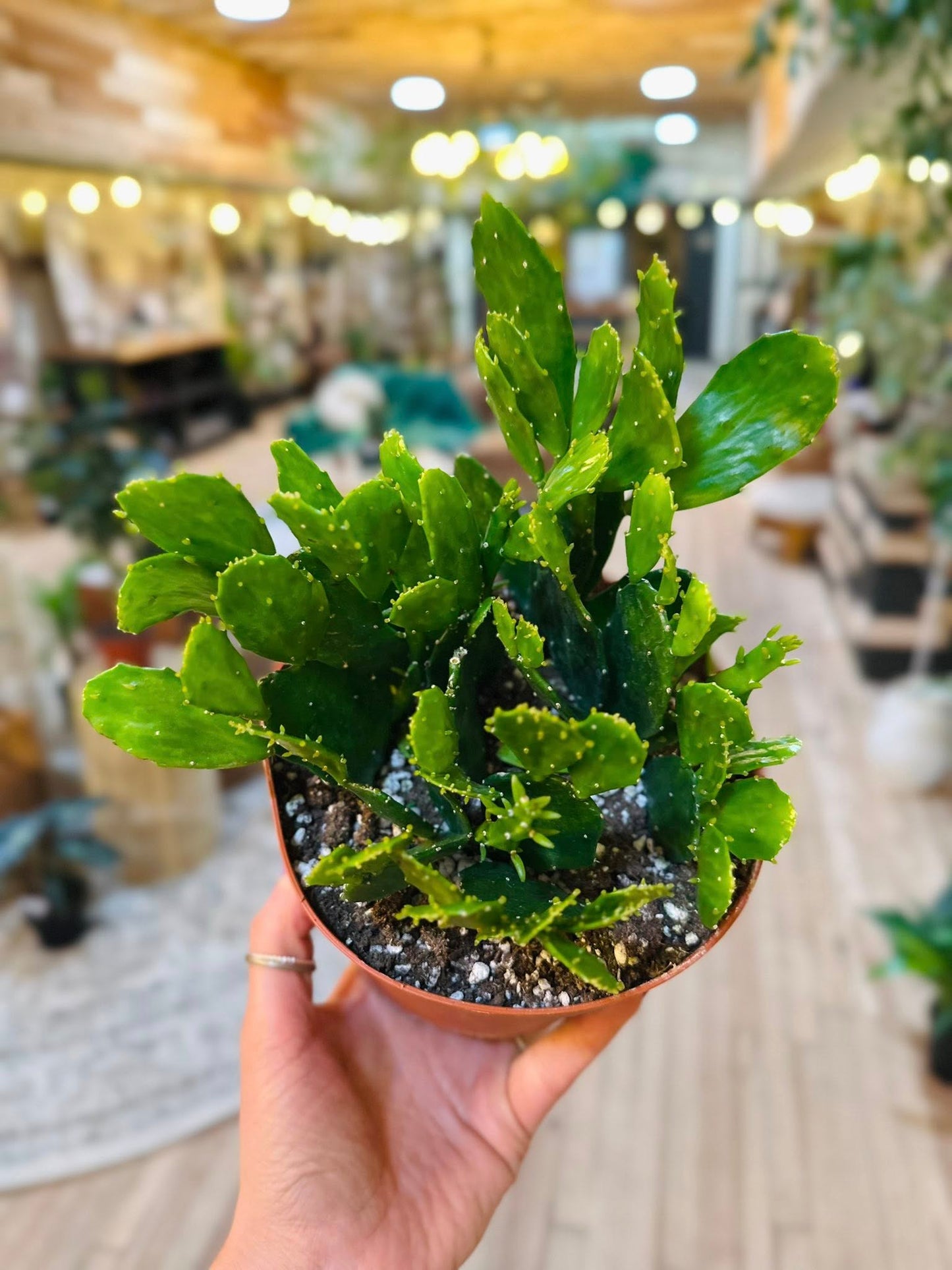 6" Brazilian Prickly Pear