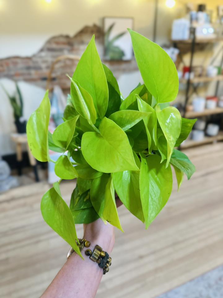 6" Neon Pothos