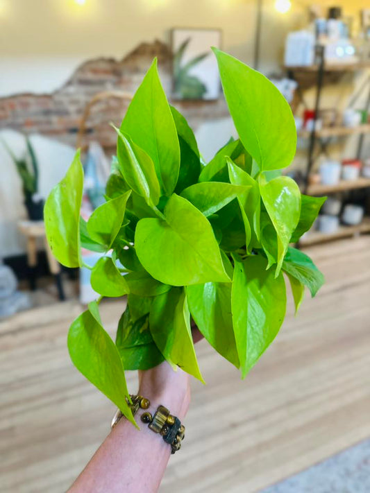 6" Neon Pothos