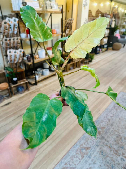 4" Philodendron Snowdrift
