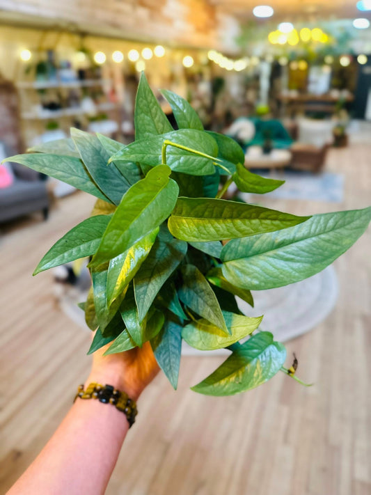 6" Cebu Blue Pothos