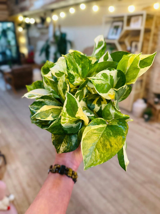 6" Pearls & Jade Pothos