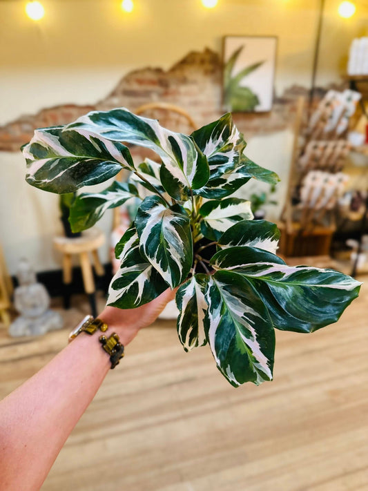 4" Calathea White Fusion