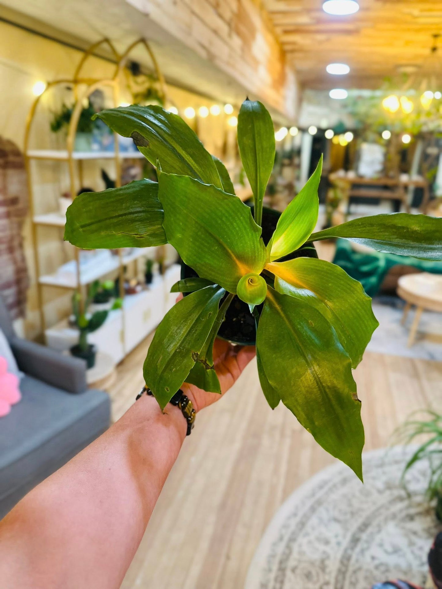 6" Fire Flash Spider Plant
