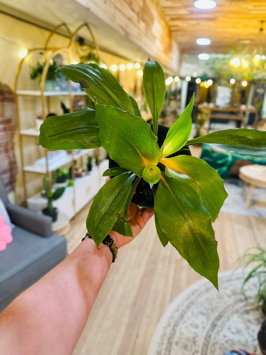 6" Fire Flash Spider Plant