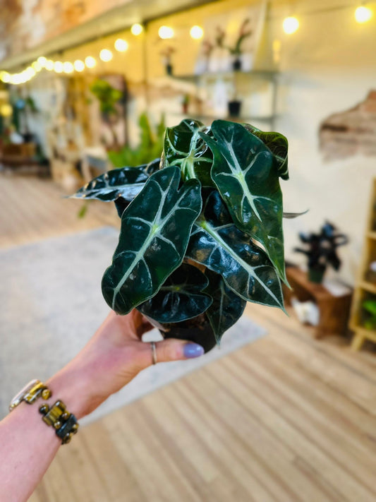 4" Alocasia Polly