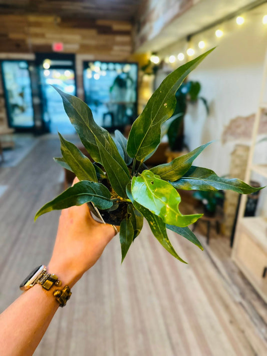4" Anthurium Hookeri