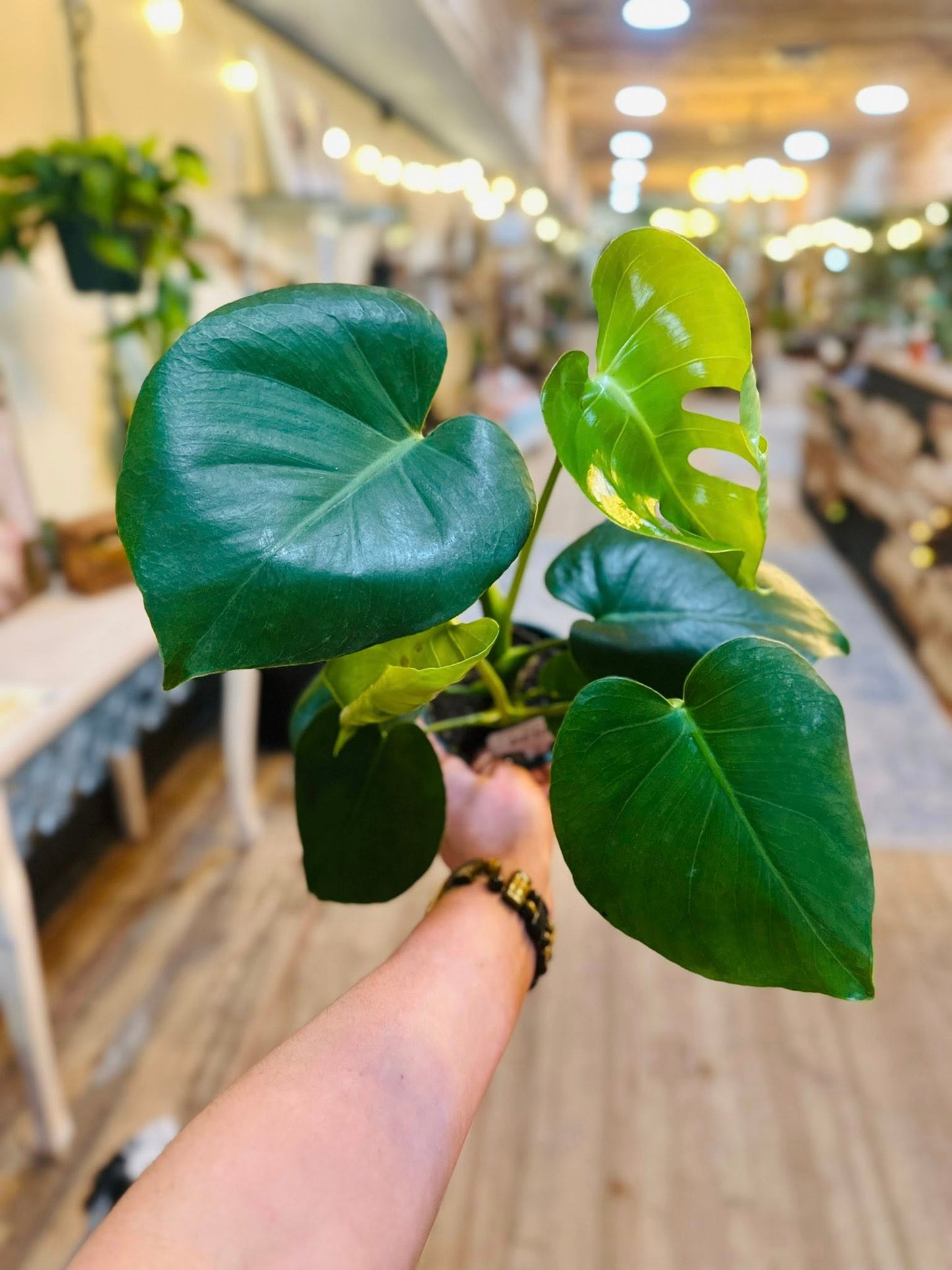 5" Monstera Deliciosa