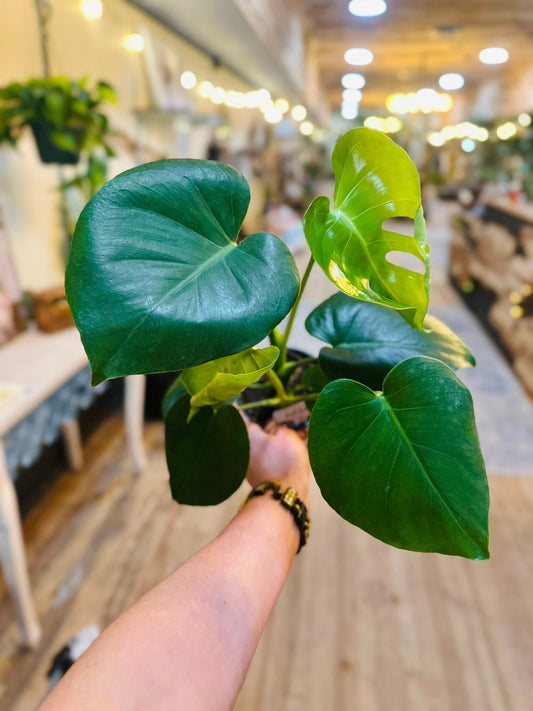 5" Monstera Deliciosa