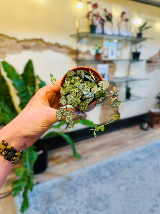 2.5" String of Hearts