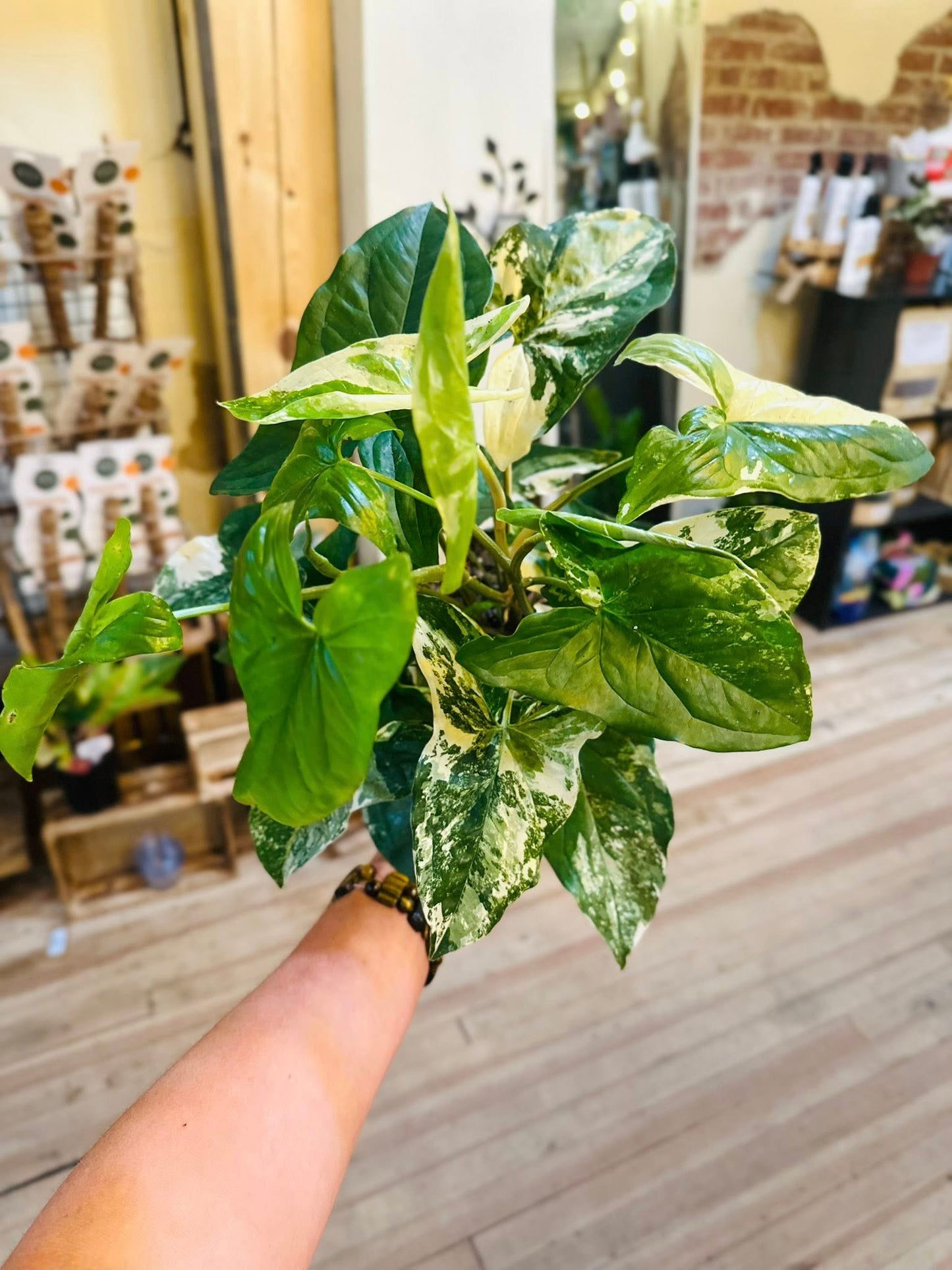 6" Syngonium Albo