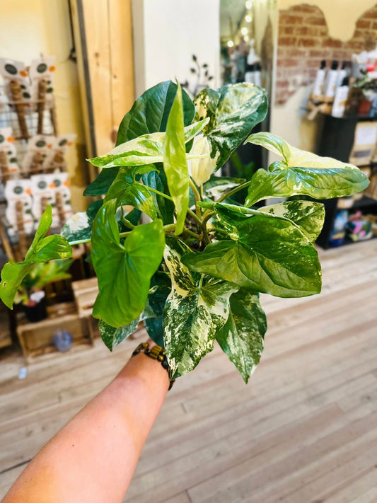 6" Syngonium Albo
