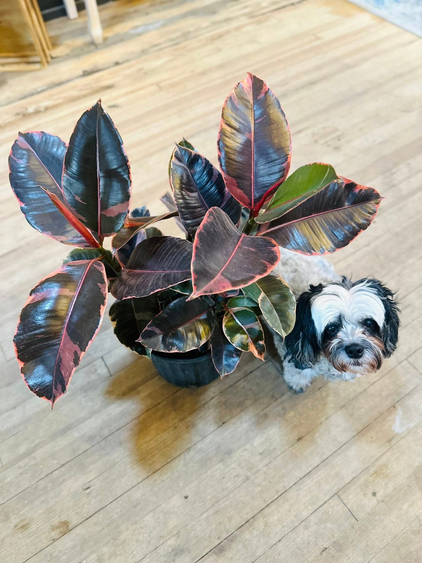 10" Ficus Ruby