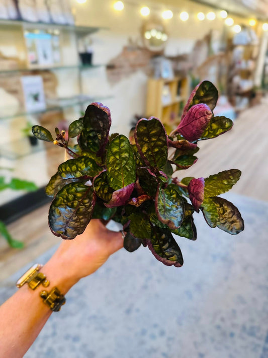 4" Purple Waffle