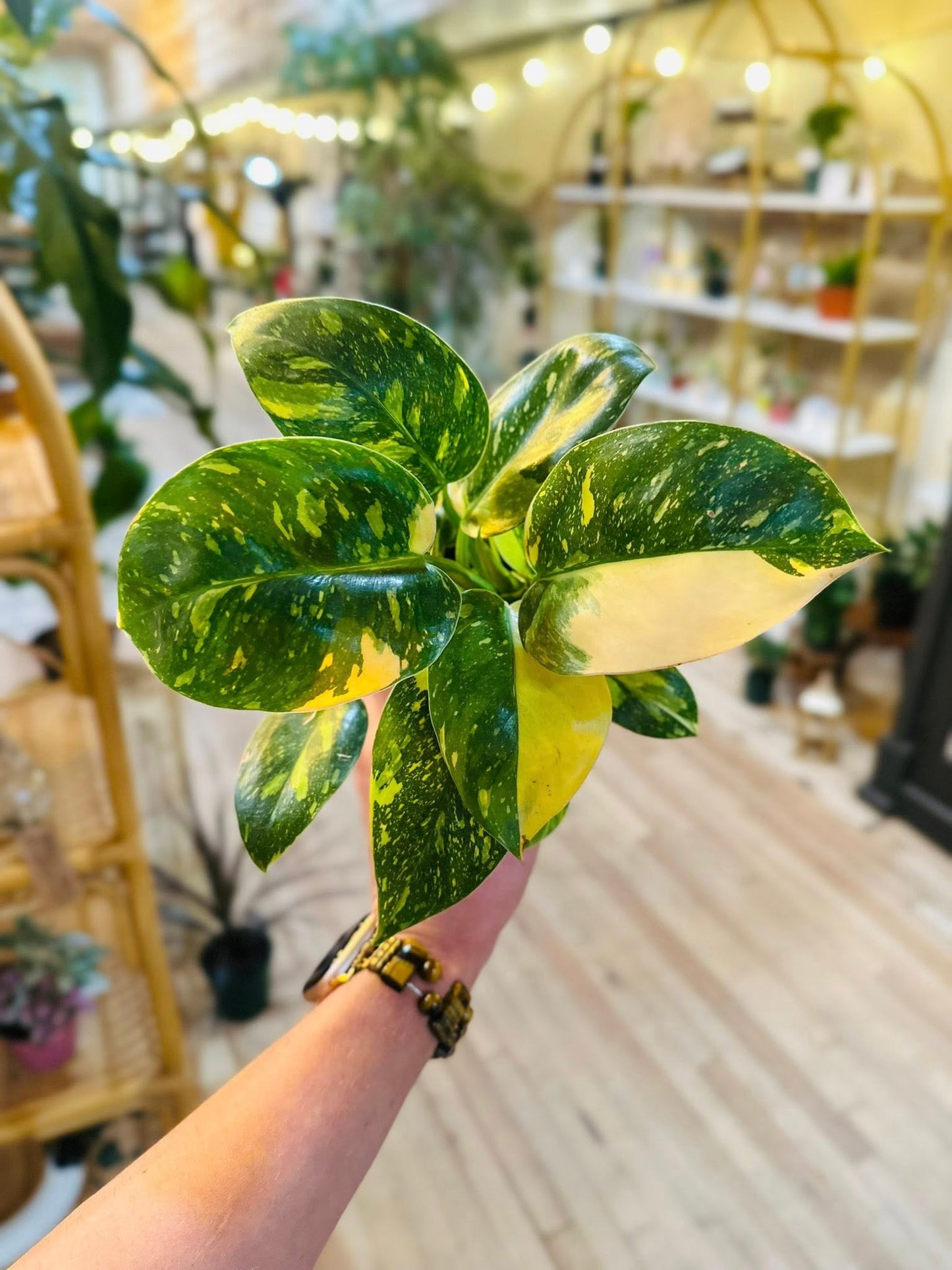 4" Philodendron Congo Nuclear