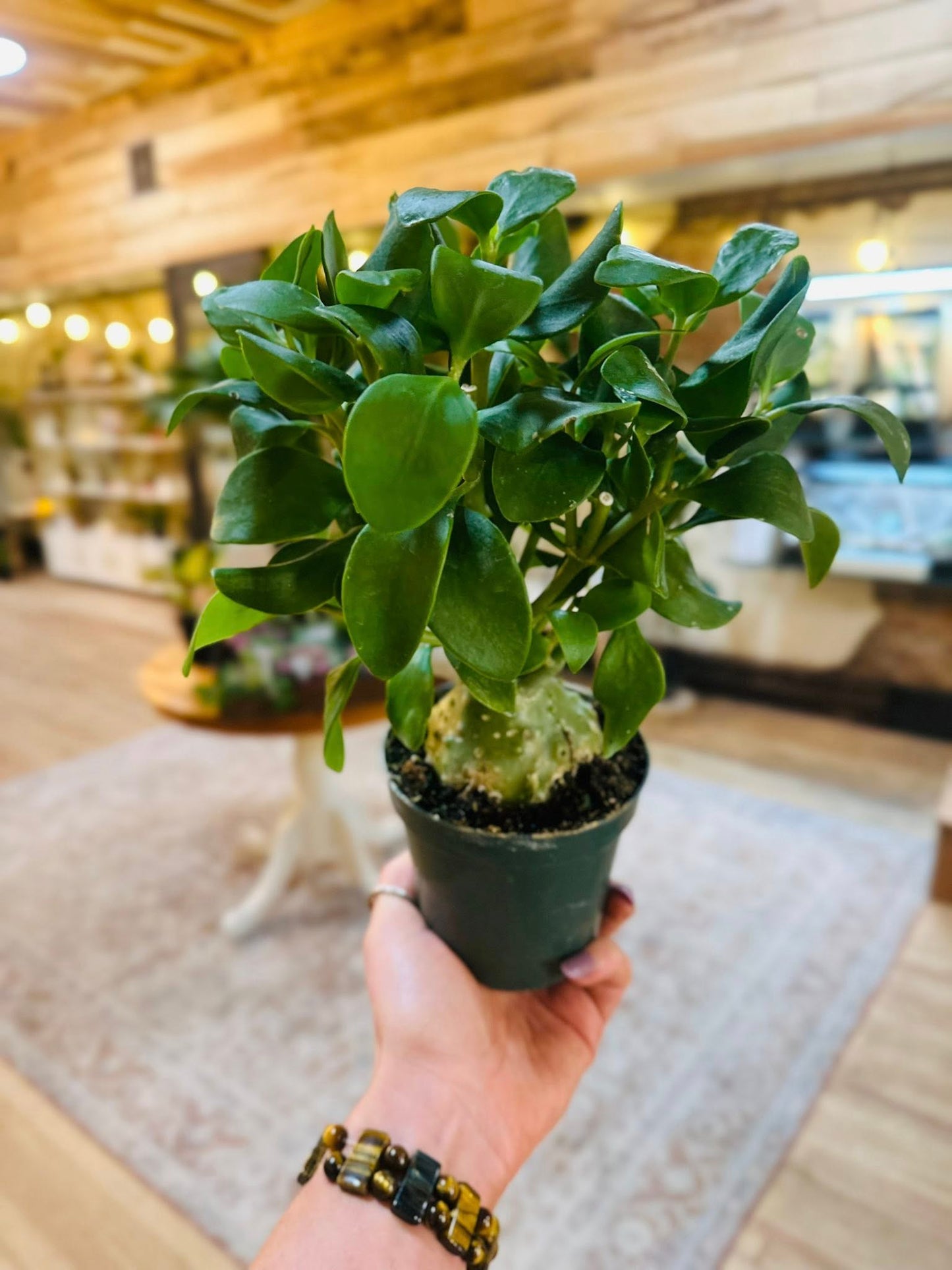 4" Ant Plant