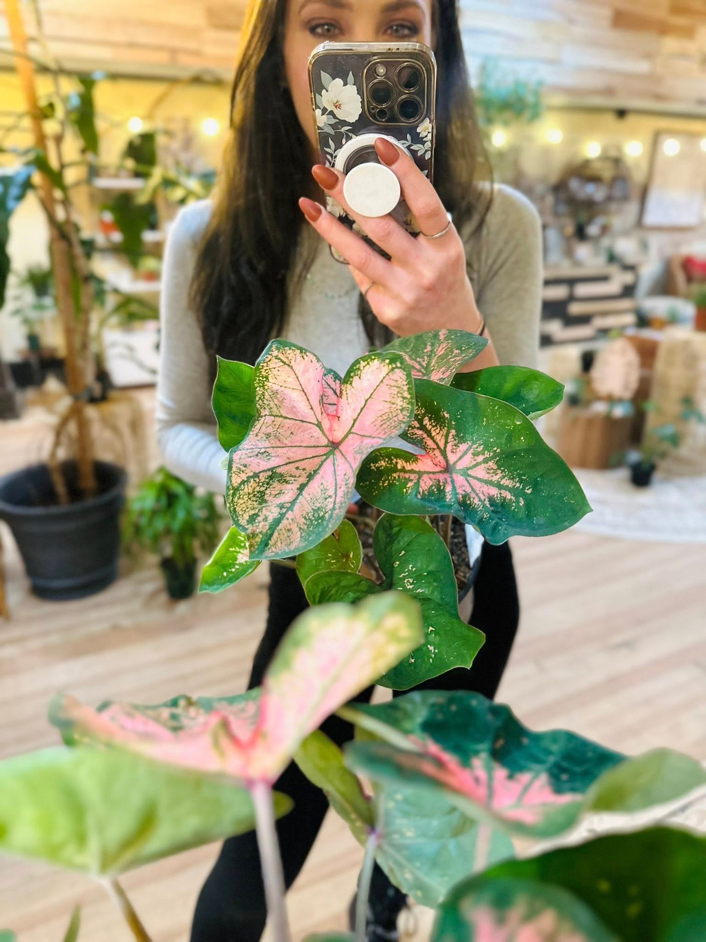 6" Caladium Pink