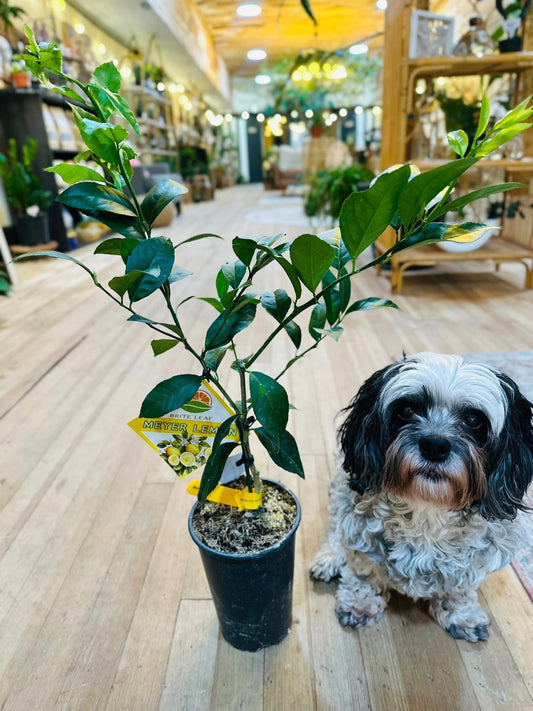 6" Meyer Lemon Tree