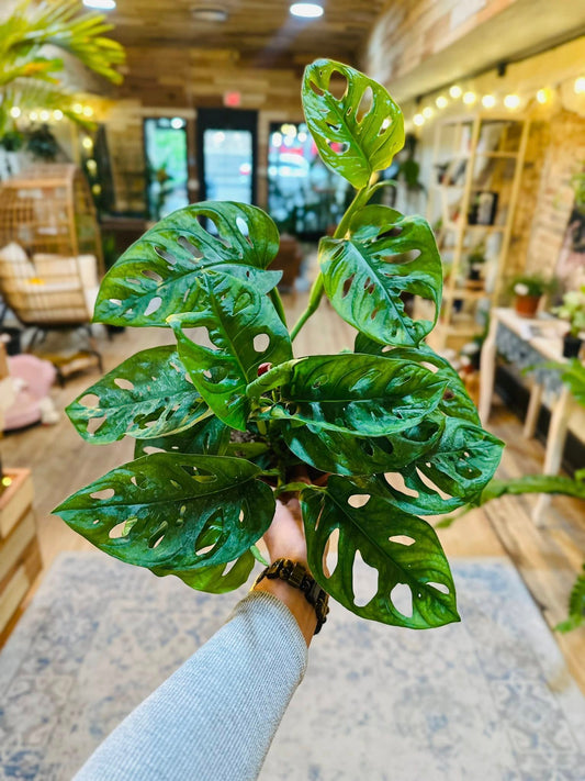 6" Monstera Adansonii