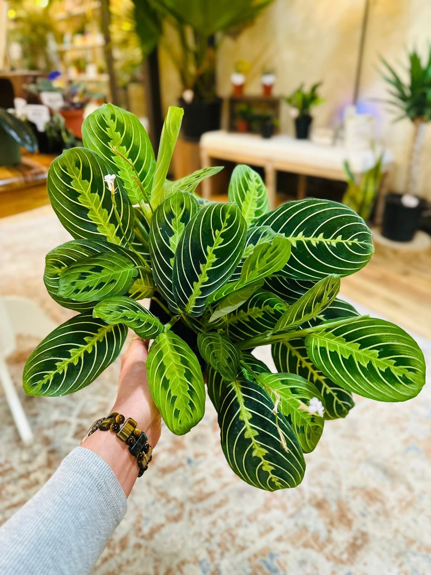 6" Maranta Lemon