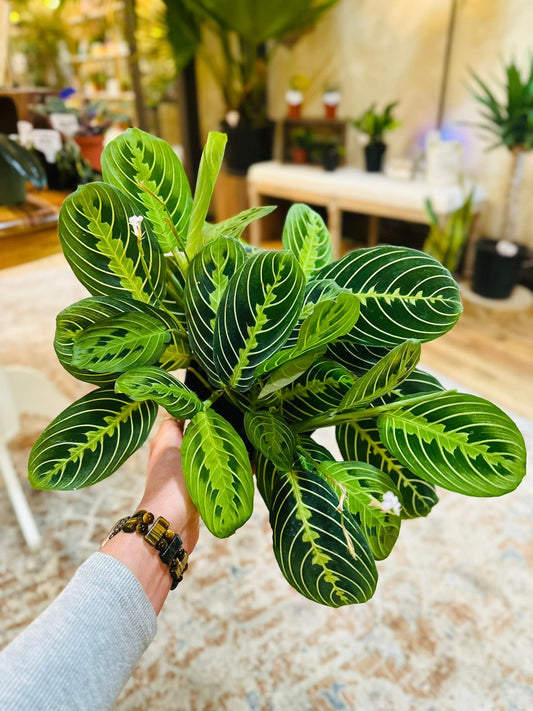 6" Maranta Lemon