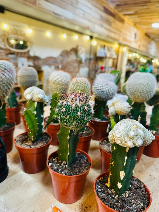 3.5" Grafted Cactus Asst