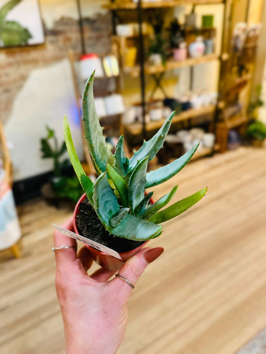 3.5" Aloe Pretoriensis