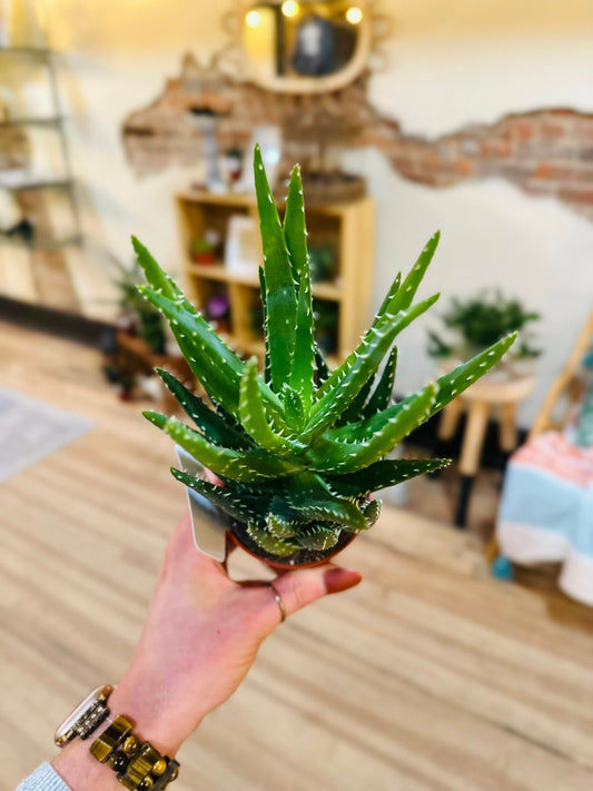 3.5" Aloe Crosby