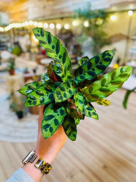 4" Calathea Rattlesnake