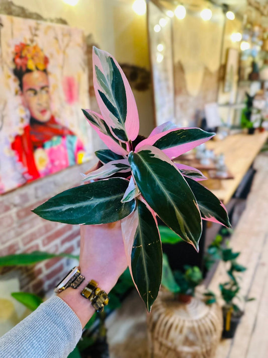 4" Stromanthe Triostar