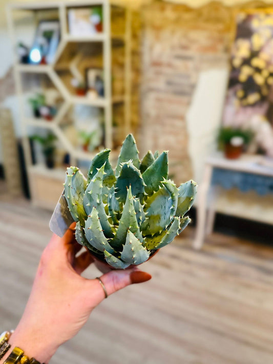 3.5" Aloe Peglerae