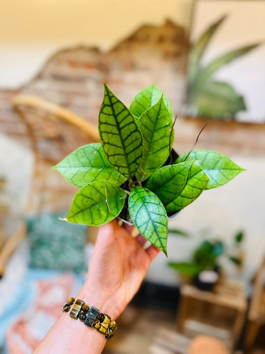 5" Hoya Callistophylla
