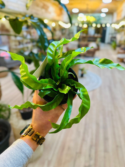 4" Hurricane Fern