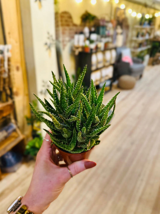 3.5" Aloe Zanzibarica