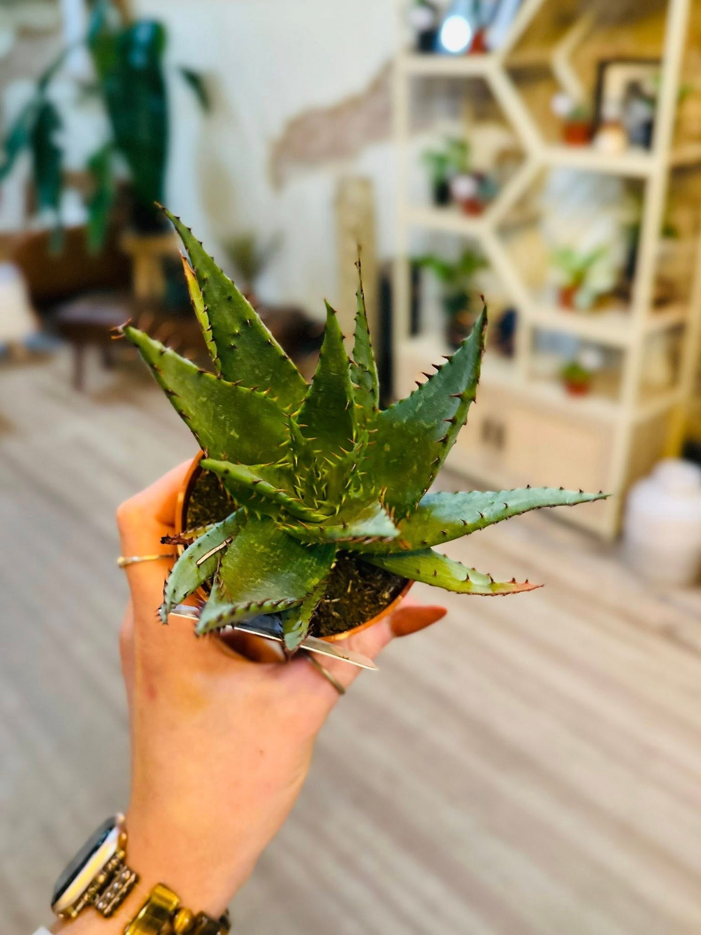3.5" Aloe Broomii