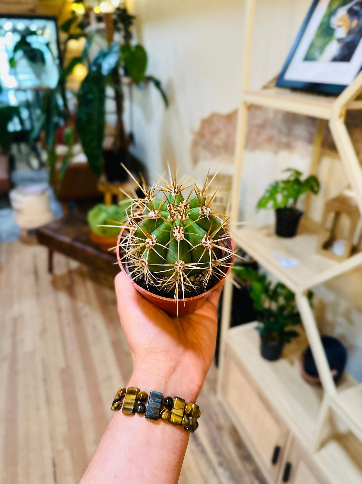 4" Golden Barrel Cactus