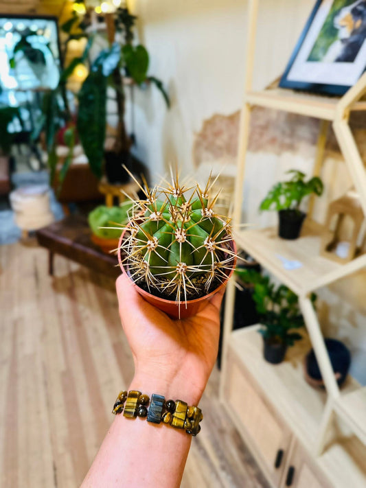 4" Golden Barrel Cactus