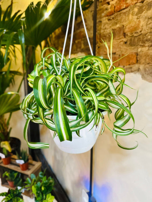 8" Bonnie Spider Plant Basket
