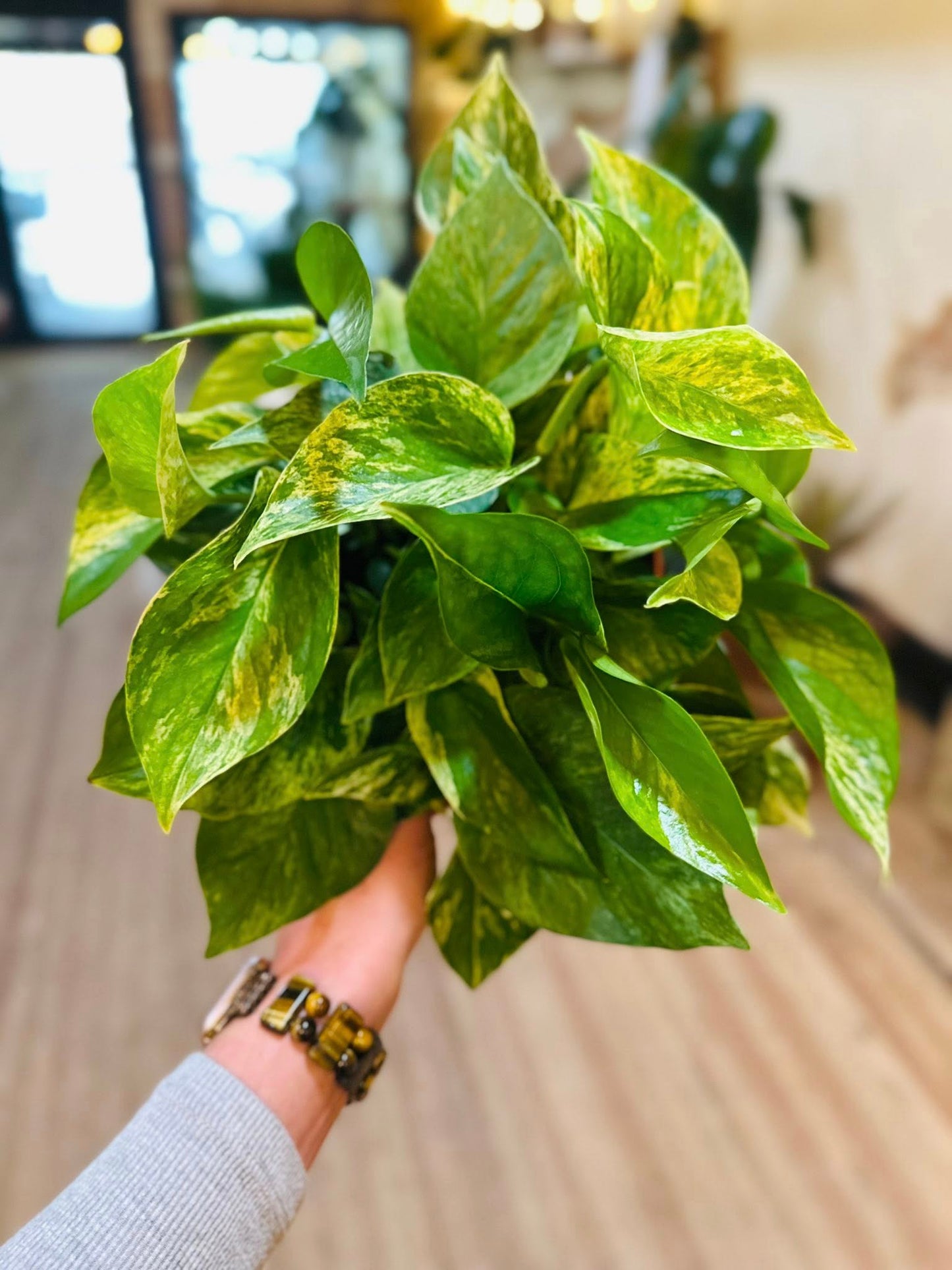 6" Marble Queen Pothos