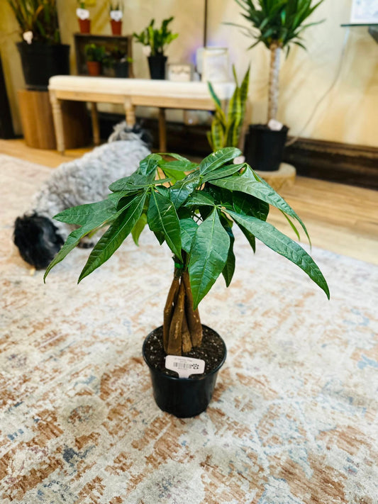 6" Money Tree