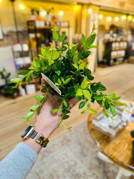 4" Peperomia Angulata