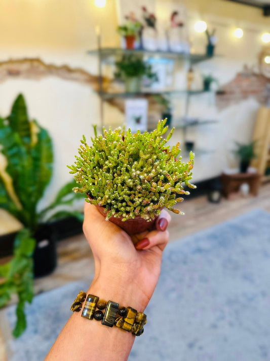 4" Rhipsalis Dancing Bones