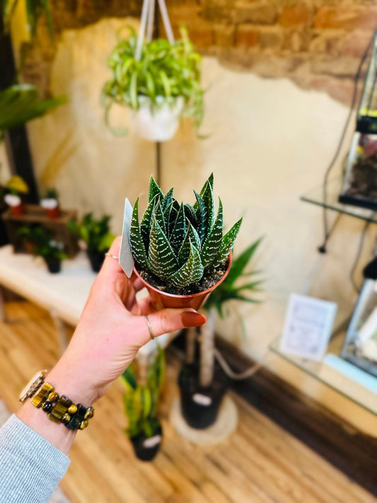4" Lace Aloe