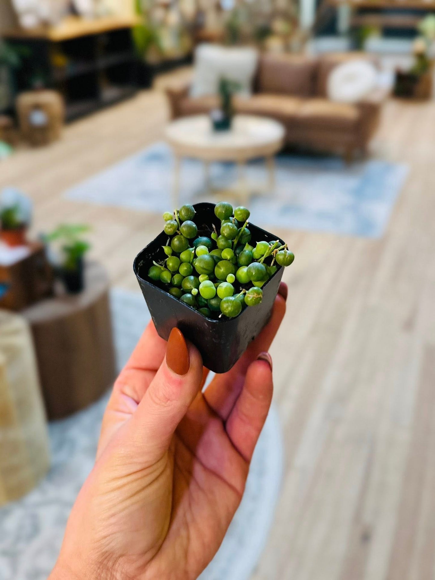 2" String of Pearls