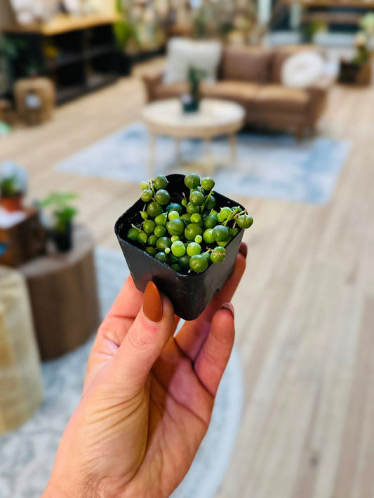 2" String of Pearls
