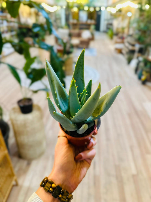 3.5" Aloe Claviflora